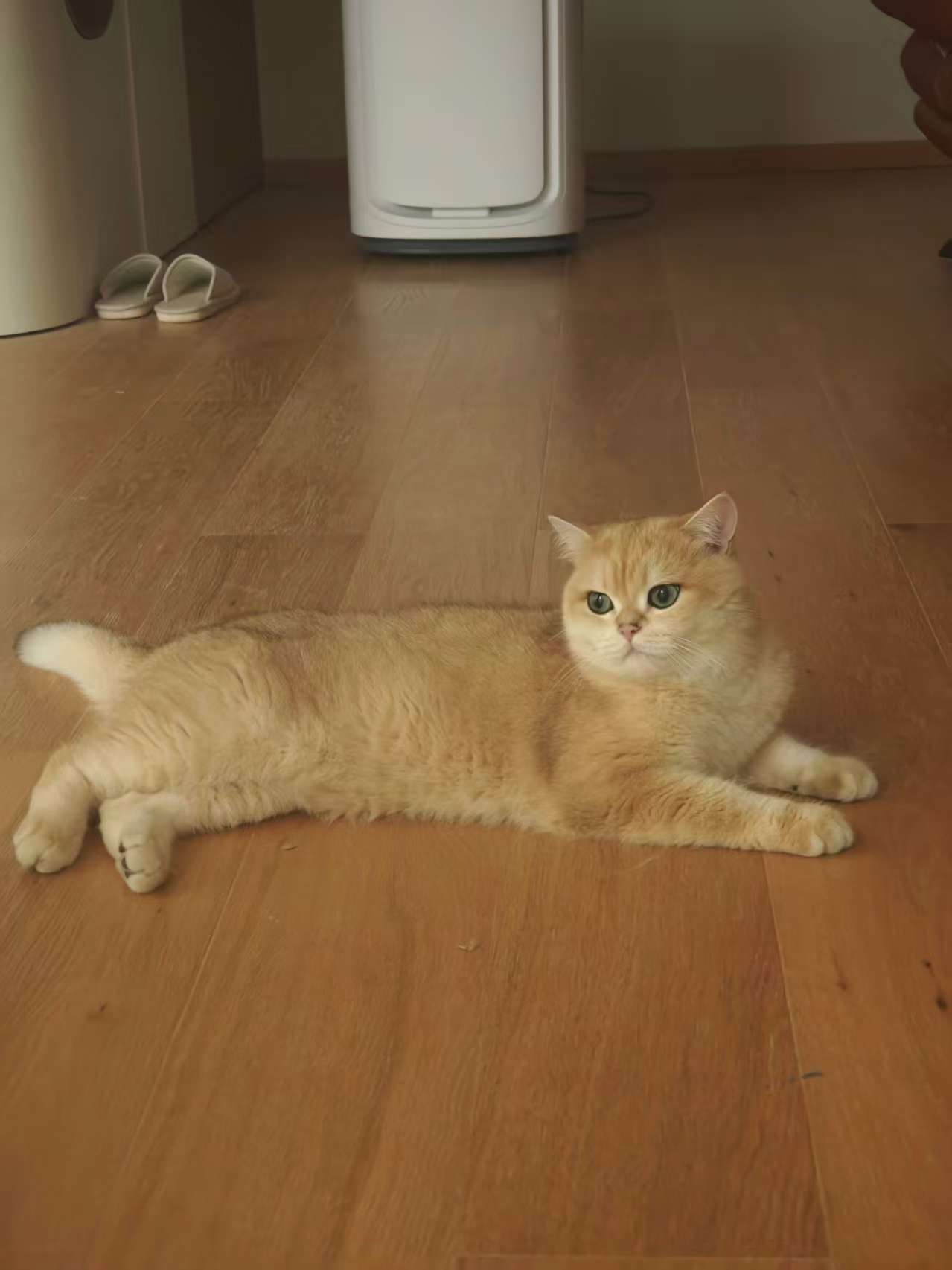 Jerry 趴在地板上