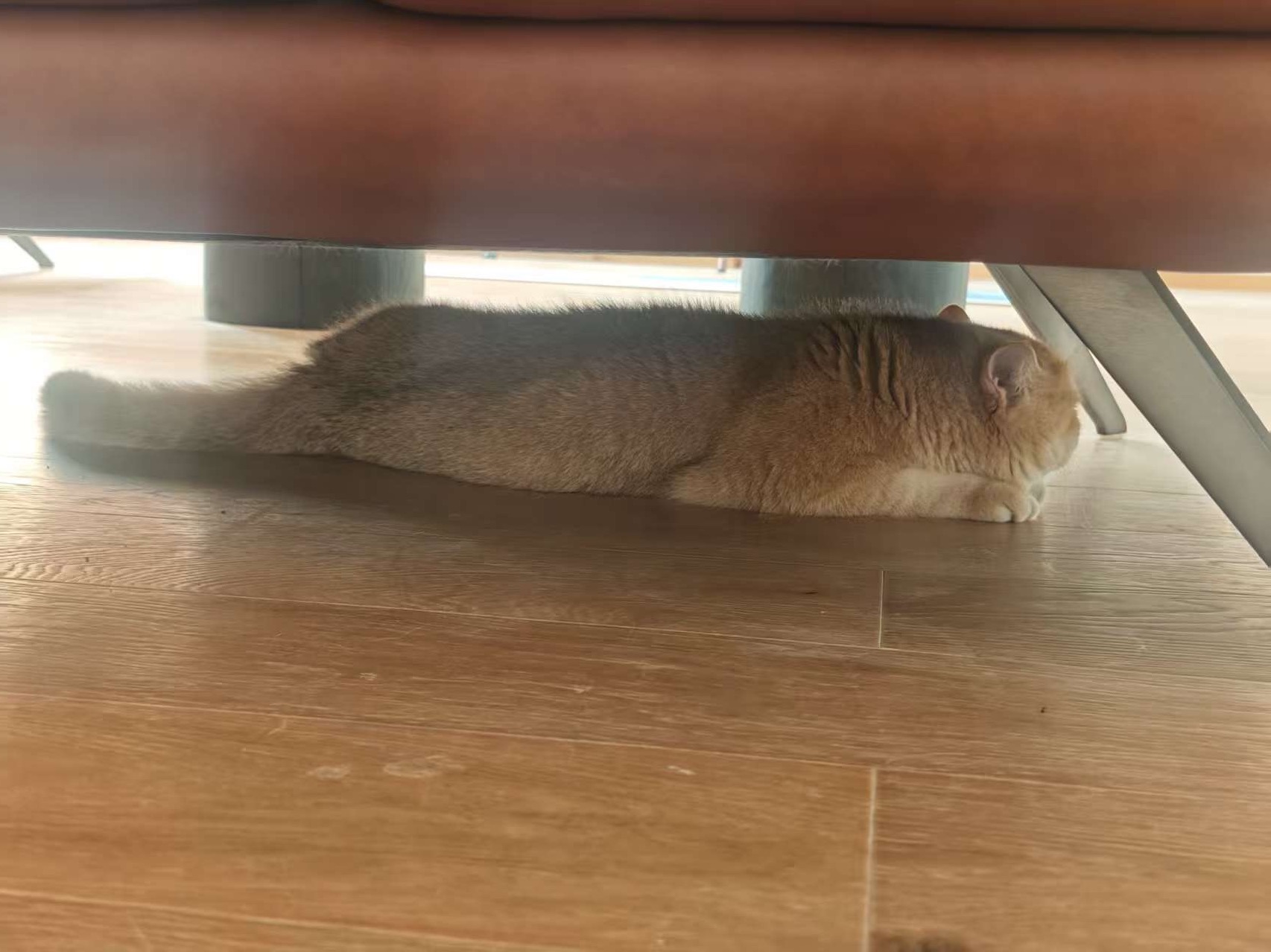 Jerry 在桌下散步